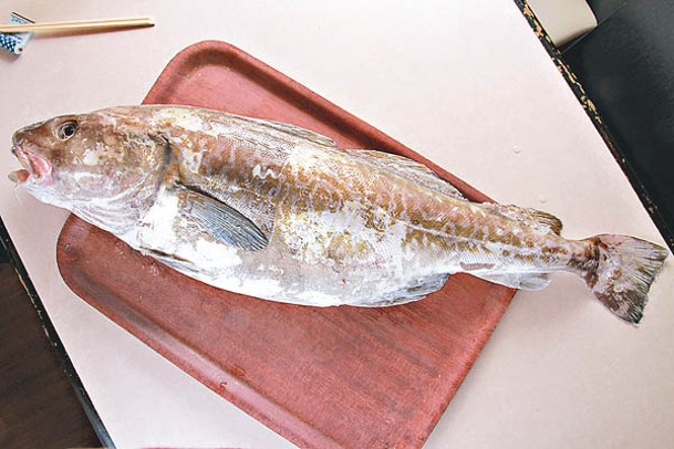 鱈魚