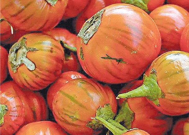 撩棱食典：偽番茄　真茄子