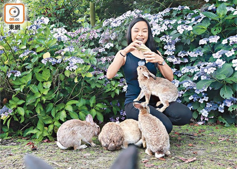 廣島縣竹原市的大久野島現有約400隻兔子，超級可愛。