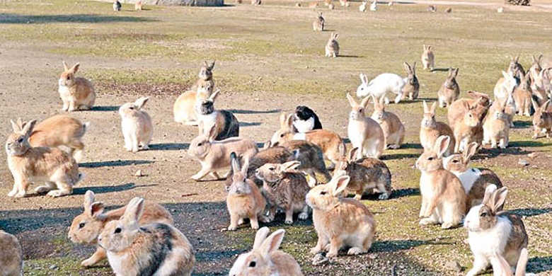 島上的兔子數量之多，可從這張相片感受得到。