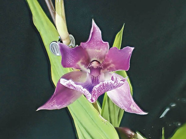 來自南美的軛瓣蘭（紫香蘭藍天使），屬於Aganisia及Zygopetalum兩種南美沼澤地區的交配種，需潮濕環境栽種。
