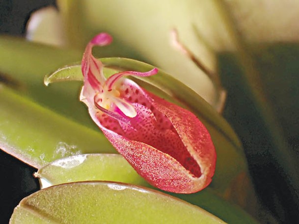 甲蟲蘭屬為南美厄瓜多爾獨有種，葉革質而細小，花大小只有5mm，花壽僅約2星期，花期由冬季至春季，栽培環境需要冷涼及潮濕。