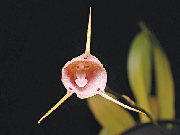粉紅教主猴面蘭，屬小型猴面蘭，花色淡紅，分布於哥倫比亞及厄瓜多爾境內400~2,200米的雲霧林區，在港栽種需有合適降溫設備。