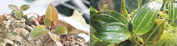 珠寶蘭主要有5個屬，血葉蘭屬是其中之一，而這個屬只有石蠶（左）及綠蠶（右）兩個品種，呈暗紫或綠色的葉上有白、銀或紅色葉脈。