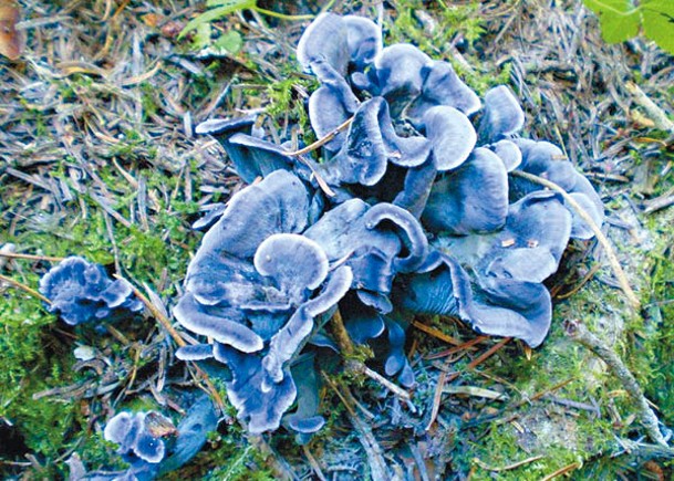 撩棱食典：靚靚藍菇菌　睇得又食得