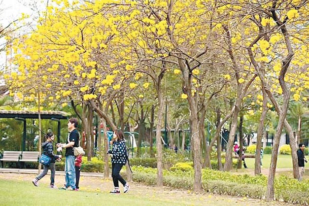 南昌公園的黃花風鈴木於每年3月盛開，整個公園都瀰漫一片金黃色。