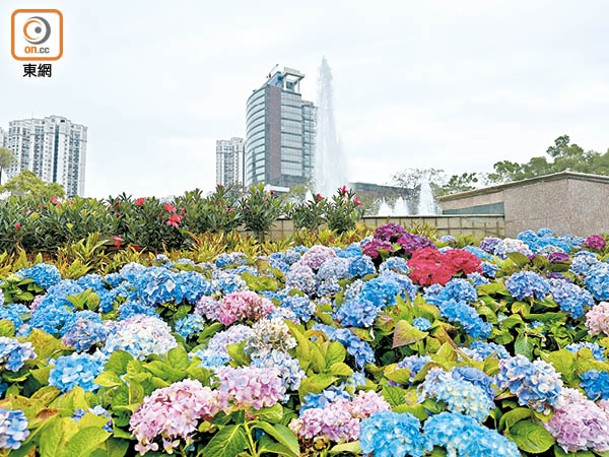 其中一個繡球花圃位於噴水池前方。