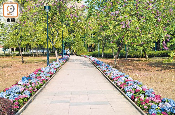 荔枝角公園的繡球花以直線形狀種植於小路兩旁。