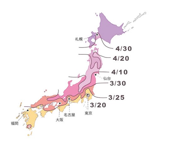 日本氣象株式會社早前公布了櫻花開花預測，東京預計於3月18日開始開花。