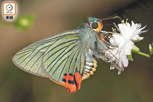 綠弄蝶<br>翅膀有綠色或黃綠色等金屬色澤，後翅有橙黃色斑紋，多於早上及黃昏出沒。
