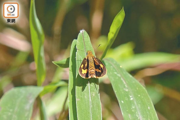 孔子黃室弄蝶<br>以黃黑色為主，體形細小，經常被誤認為蛾。