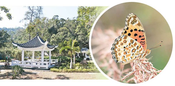 在大埔滘，較大機會見到亮眼的斐豹蛺蝶。