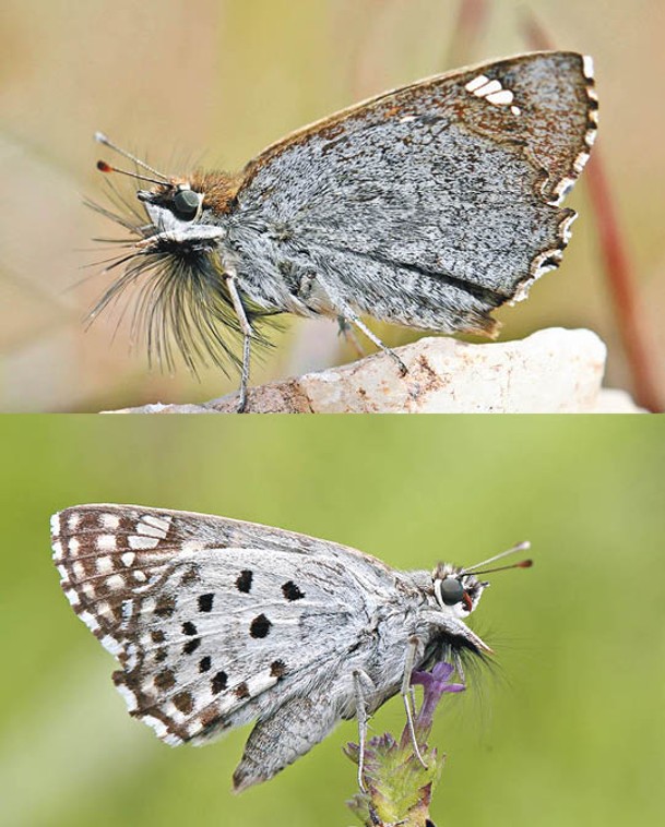 旱季型（上）和濕季型（下）白彩弄蝶的顏色和圖案，明顯有分別。