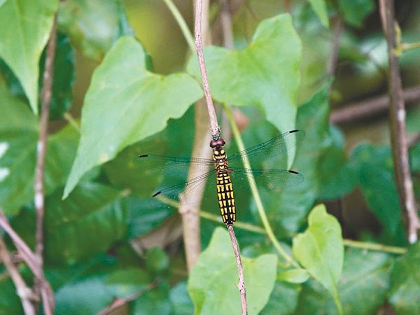 華麗寬腹蜻<br>因腹部寬闊而命名，多於林地或淡水濕地生活，屬本地常見物種。