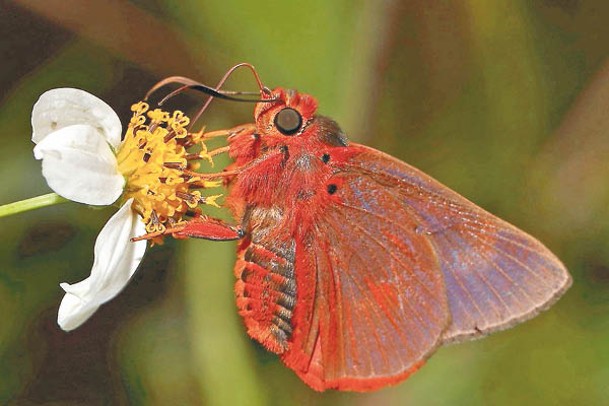 黑斑傘弄蝶<br>成蟲身體和翅膀腹面呈橙色，多於1、3月至9月出沒，十分罕見。