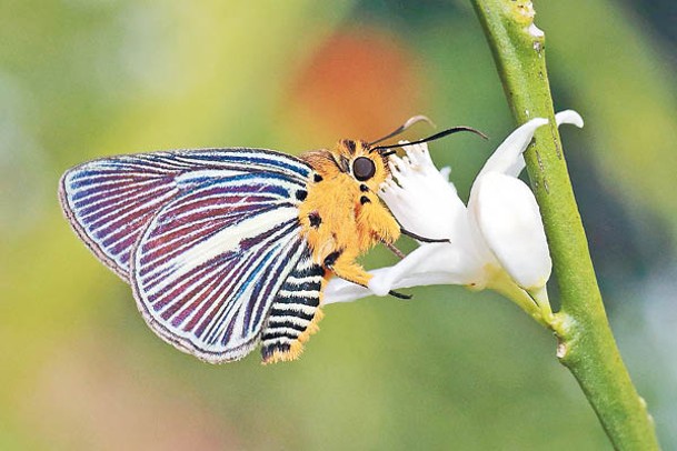 白傘弄蝶<br>頭和胸部長滿橙色細毛，腹部及翅底有黑白色相間斑紋，通常於3月至10月出現。