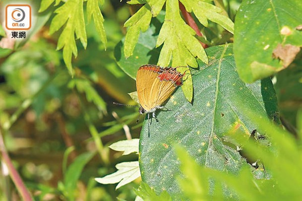 彩灰蝶<br>翅底主要是黃色，後沿有紅色斑帶，有假頭，是常見品種。