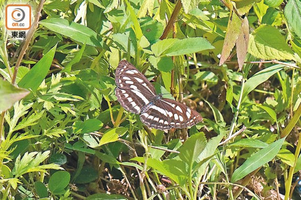 中環蛺蝶<br>黑色翅膀有3條白色橫間，又俗稱三間仔。