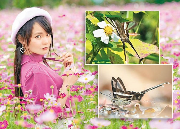燕鳳蝶<br>是香港體形最小的鳳蝶，後翅有長長尾突，屬本地罕見品種。