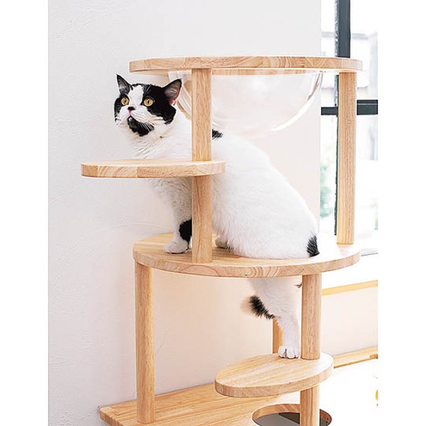 塔身頂層是透明膠兜，看着貓咪在內裏睡覺感覺很治愈。