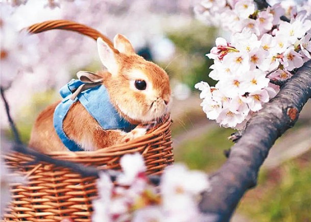 兔兔Peter經常陪主人出門散步，與花花草草合照。