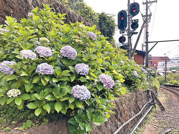 從箱根湯本站往塔之澤站方向走，左手邊就能看到一大片紫陽花。