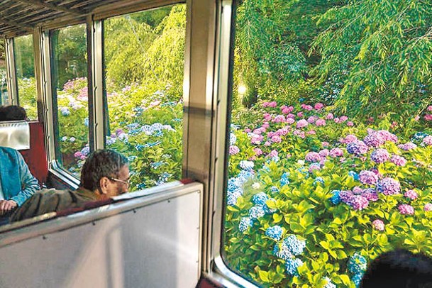列車經過亮燈的繡球花景點會慢駛，方便大家欣賞。