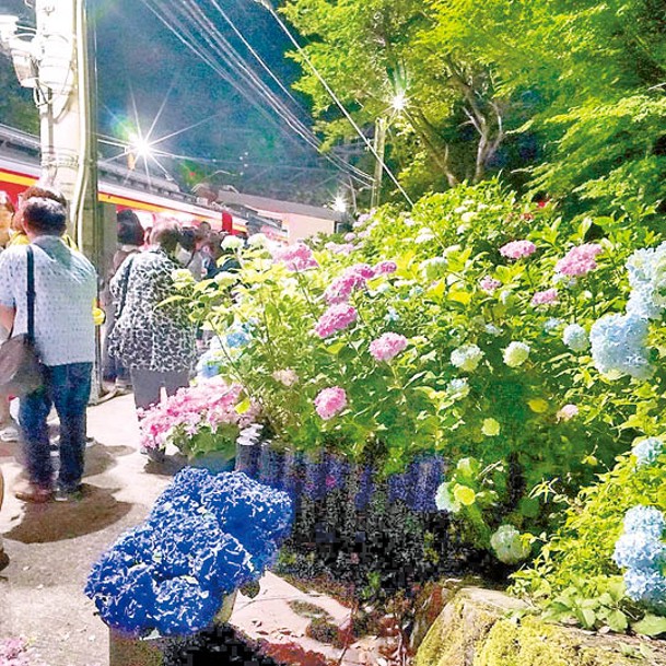 乘客可以落車近距離欣賞繡球花，並穿梭花叢間拍照。