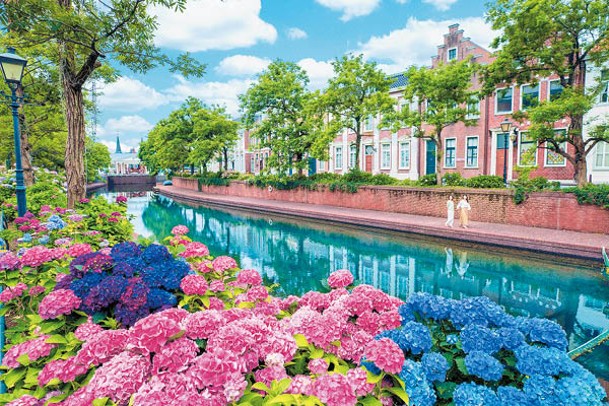 沿「繡球花運河」都是盛開的繡球花，與歐陸風情建築物及街道十分合襯。