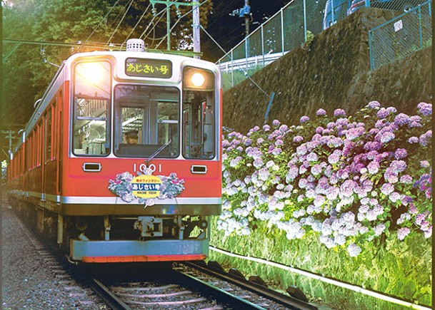 箱根登山電車「夜之繡球花號」將於6月17日至7月2日期間行駛，讓乘客欣賞晚間繡球花之魅力。