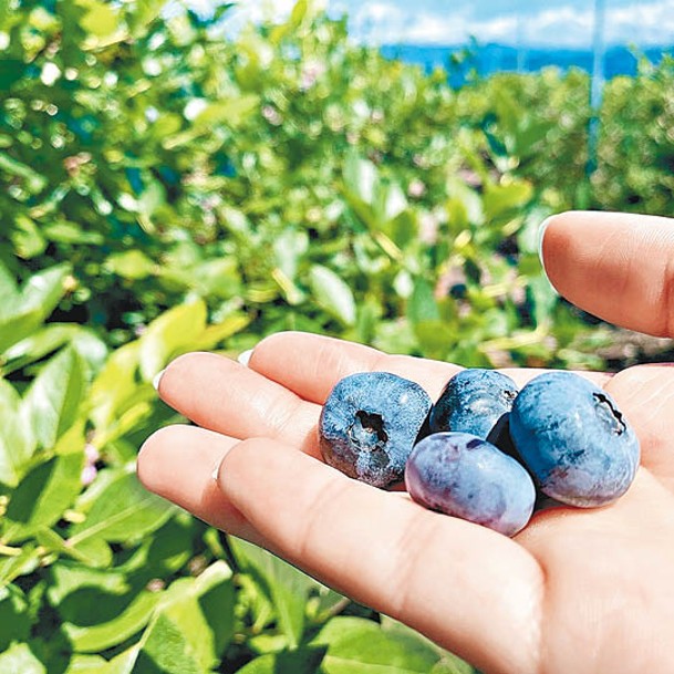 經冷凍後的藍莓，含有的花青素會更易被人體吸收。
