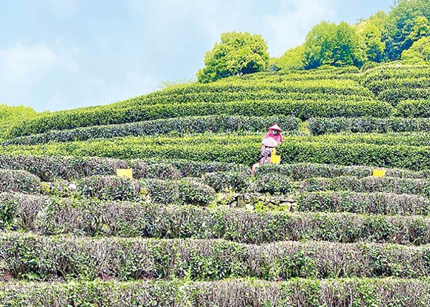 杭州自古有茶鄉之美譽，擁有大片高山茶園的龍井村更是茶鄉第一村。