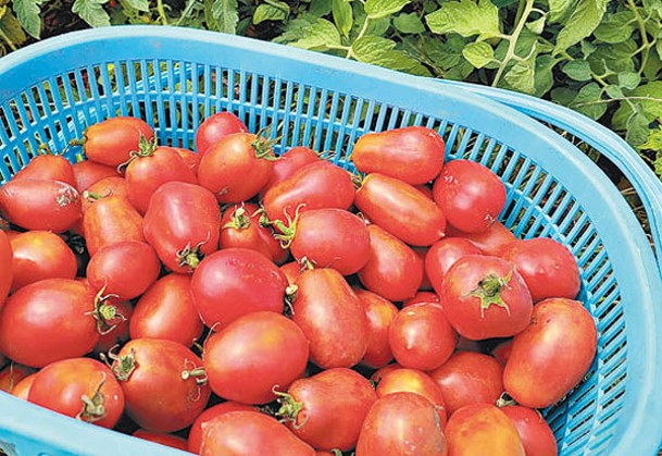 形狀較細長，籽也較少的羅馬番茄，適合加工製成番茄糊等。