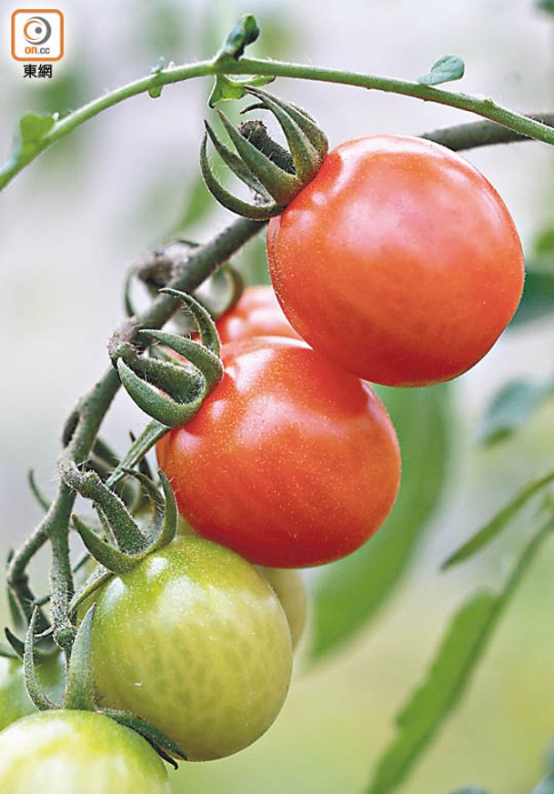 每天最少要吃兩至三顆番茄才能有效地令身體達致足夠的抗氧化效果。