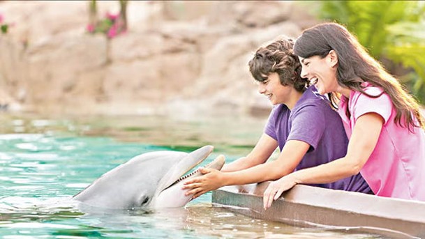 可與海豚近距離接觸，小朋友必定好開心。