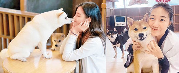 柴犬非常親人，喜歡與人互動。