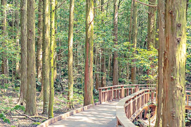 森林位於海拔320至760米，步道總長11公里，遍布樹齡超過60年的扁柏樹和杉樹。