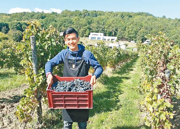 Jonathan修讀IVE高級文憑時到法國著名酒莊交流，體驗葡萄酒的釀製過程。