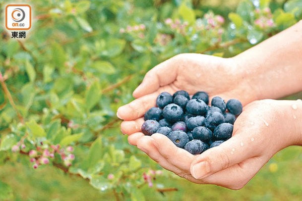 藍莓被稱為超級食物，營養價值非常高。