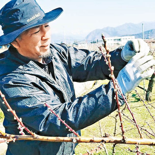 為了提升果實質量，農場會分階段將桃樹的果實及花蕾摘走。