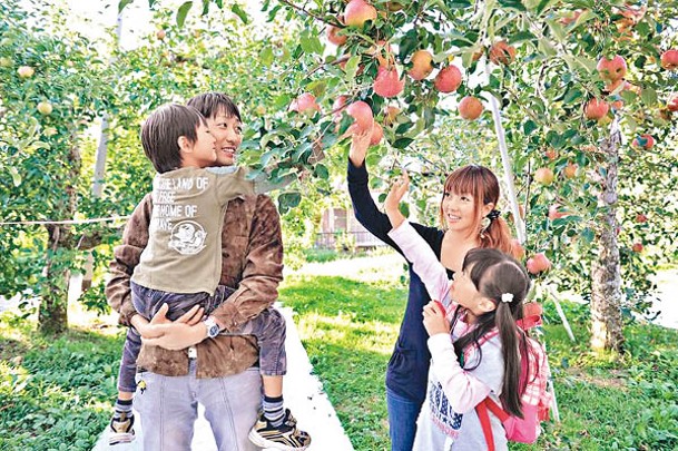 湯之陣酒店即日起推出農場採摘水果的住宿計劃，一家大細可到原田農園採摘蘋果等當造水果。