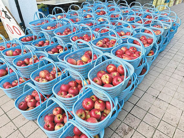 農場種有多款群馬原生蘋果品種，圖中所見的是「陽光」，味道甜中帶適當的酸味，而且果肉口感夠硬淨。