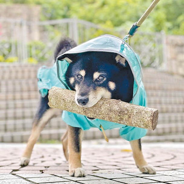 柴犬麻尼還有一件薄荷綠雨衣。