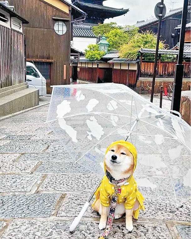 透明傘下的Anko，穿上搶眼的雨衣，可愛極了！