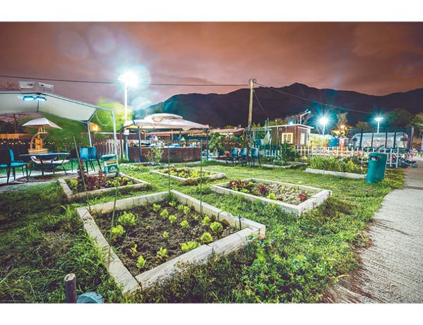 營地設有有機格仔菜園，住客可免費帶小朋友採摘生菜。