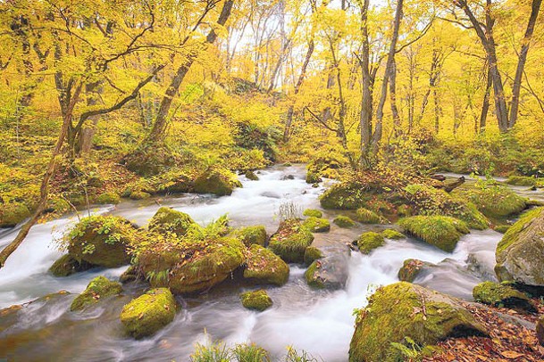 入秋後奧入瀨溪流一帶的樹木紛紛變色，山毛櫸、羽扇槭和日本紅楓等構成了壯麗風景。