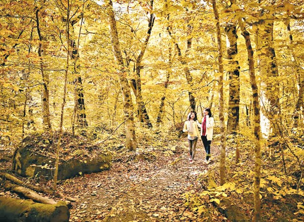 「絕景紅葉散步」活動有導遊帶領漫步奧入瀨溪流的紅葉景點。