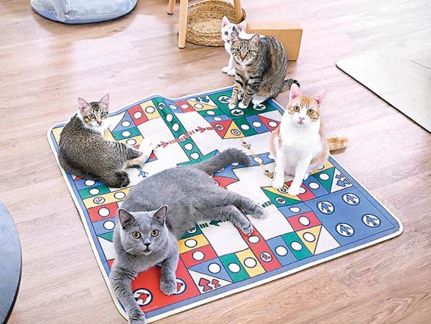 不做瑜伽的朋友，可以在貓貓共享空間玩Board Game兼逗貓。