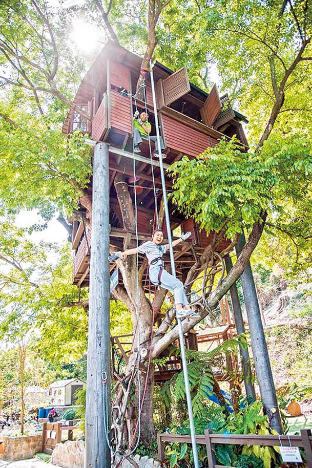 沿樹幹攀上9米高的樹屋，全程均有教練以繩索和安全帶保護。