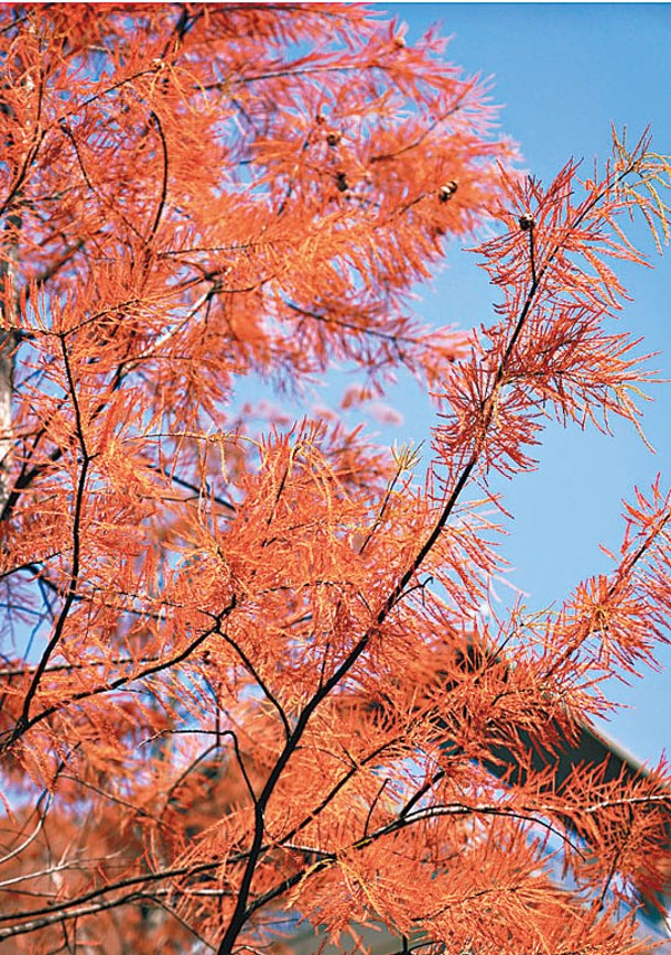 每年12月至翌年1月，落羽杉的葉子都會轉色。（相：小紅書@是朵雲呀）